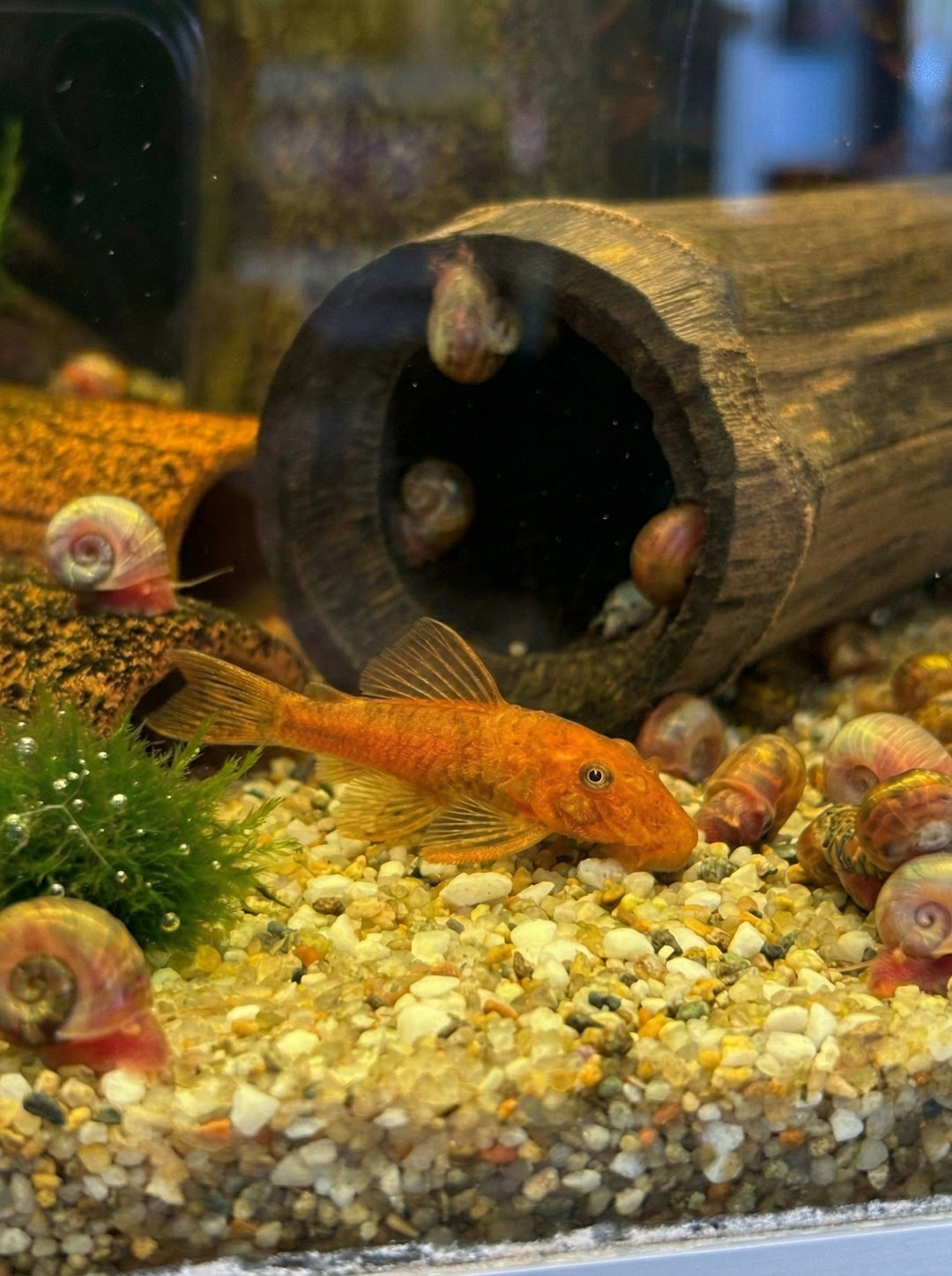 Super Red Ancistrus / Antennenwels (Ancistrus sp. "Super Red") von Finn &amp; Reef