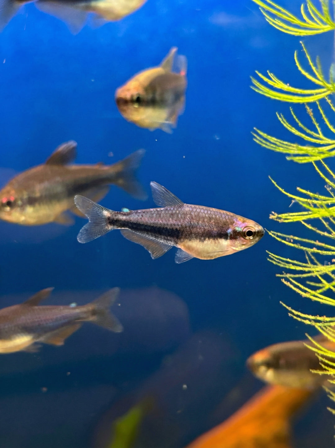 Super-Blue-Königssalmler (Inpaichthys kerri) von Finn &amp; Reef