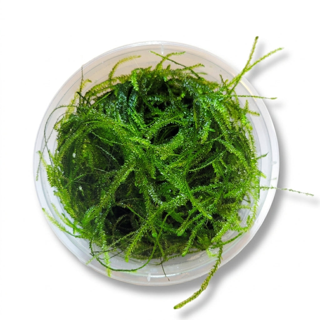 Taxiphyllum barbieri / Javamoos - Portion von Finn & Reef