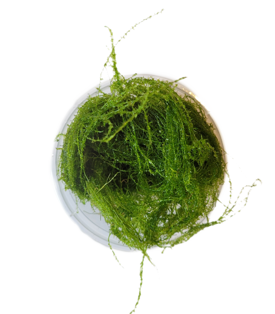 Taxiphyllum sp. "Flammenmoos/"Flame Moss" - Portion von Finn & Reef