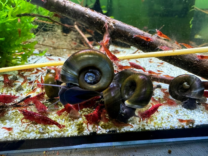 Teich-Posthornschnecke (Planorbarius corneus) von Finn &amp; Reef