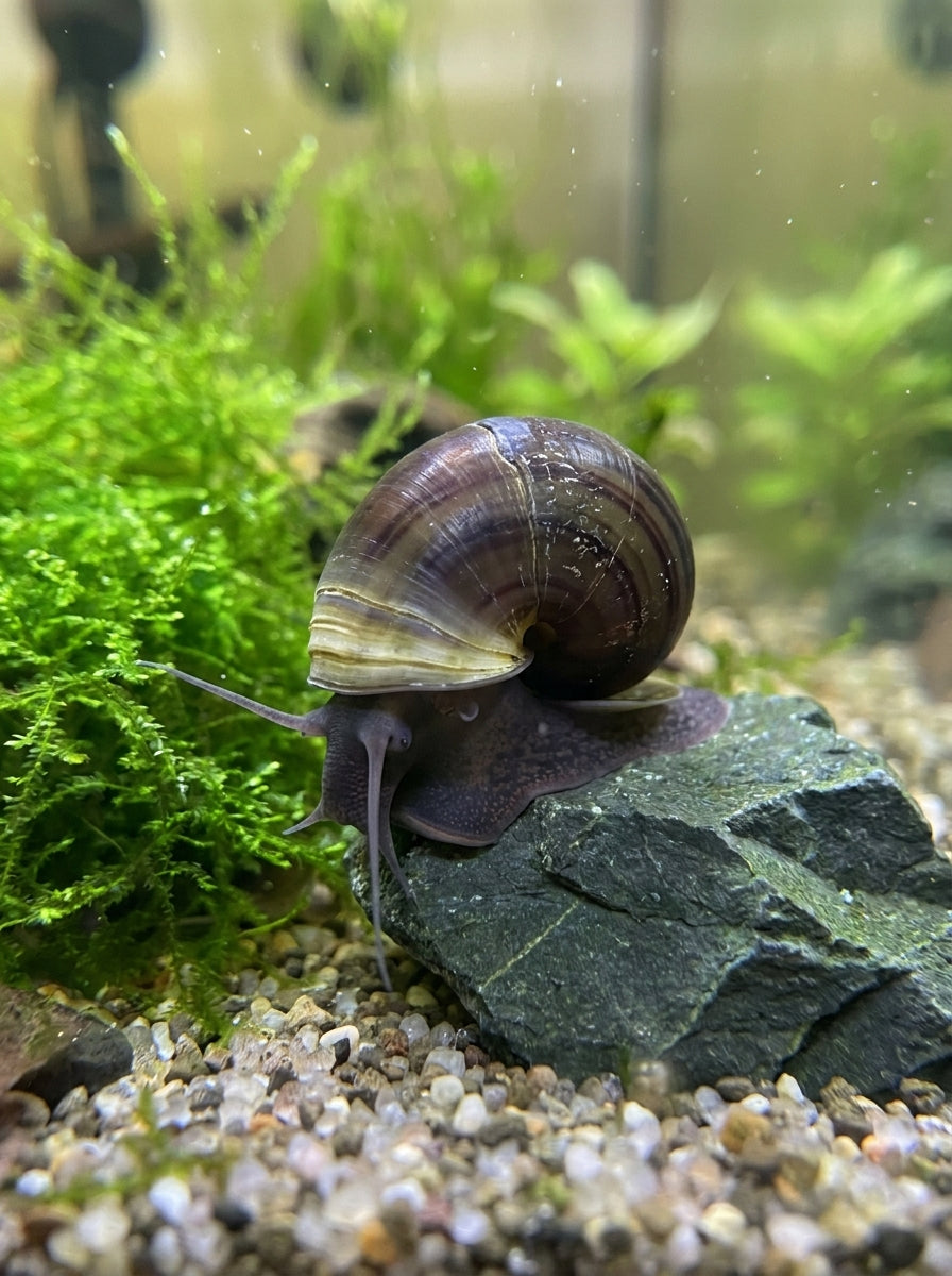 Teich-Posthornschnecke (Planorbarius corneus) von Finn &amp; Reef