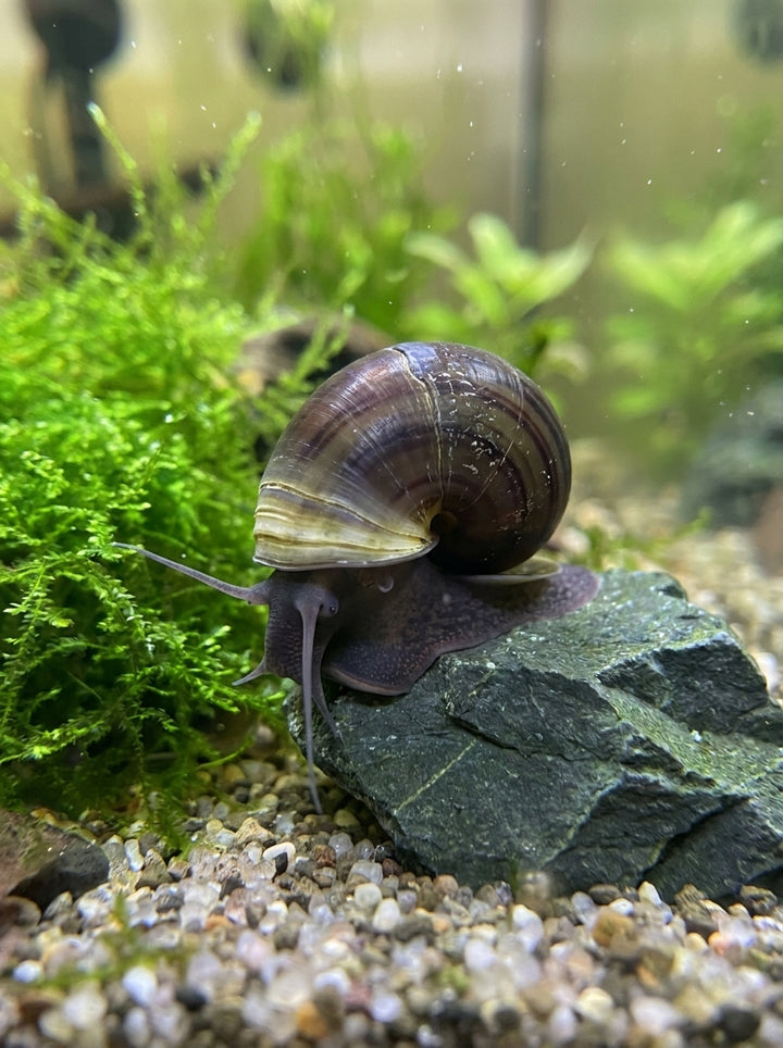 Teich-Posthornschnecke (Planorbarius corneus) von Finn &amp; Reef