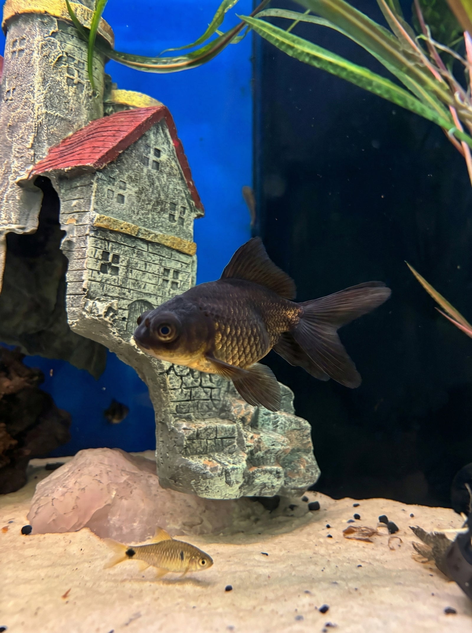 Schwarzer Teleskopaugen-Schleierschwanz (Carassius auratus) von Finn & Reef