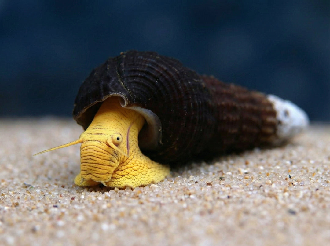 Mini Yellow Turmdeckelschnecke (Thiara winteri "Mini") von Finn &amp; Reef