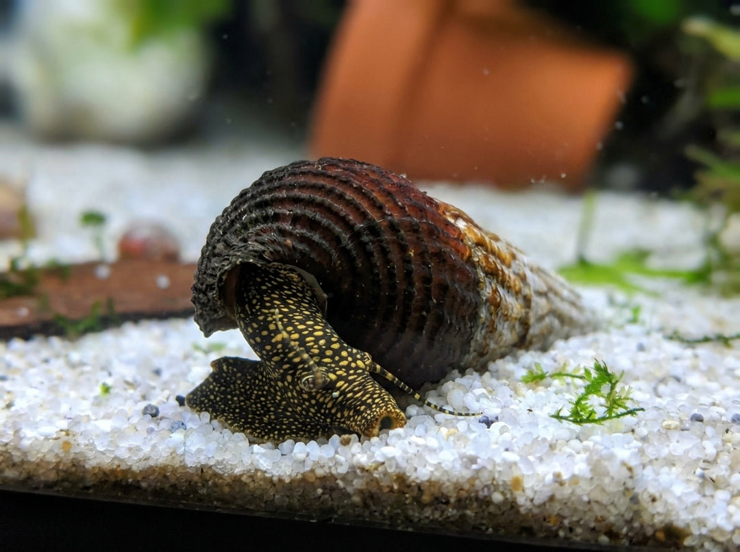 Turmdeckelschnecke "Towuti black/yellow" - Tylomelania towutensis (DNZ) von Finn &amp; Reef