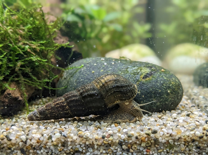 Turmdeckelschnecke "Towuti black/yellow" - Tylomelania towutensis (DNZ) von Finn &amp; Reef
