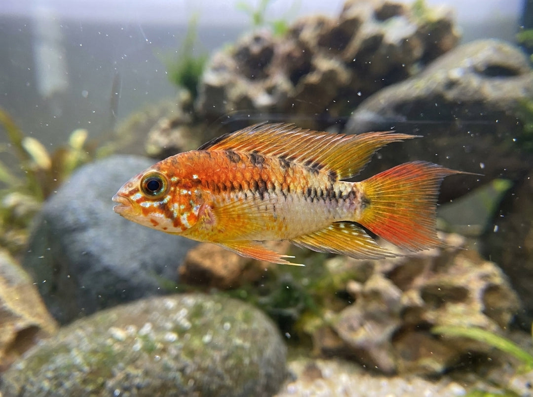 Villavicencio Zwergbuntbarsch (Apistogramma macmasteri) von Finn &amp; Reef