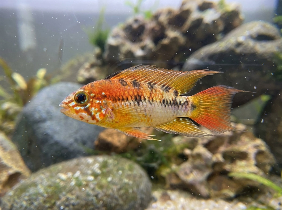 Villavicencio Zwergbuntbarsch (Apistogramma macmasteri) von Finn & Reef