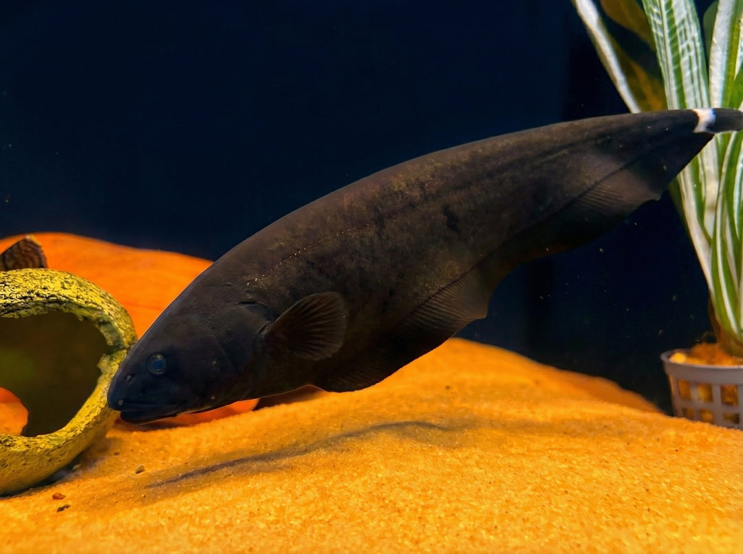 Weißstirn-Messerfisch (Apteronotus albifrons) von Finn &amp; Reef