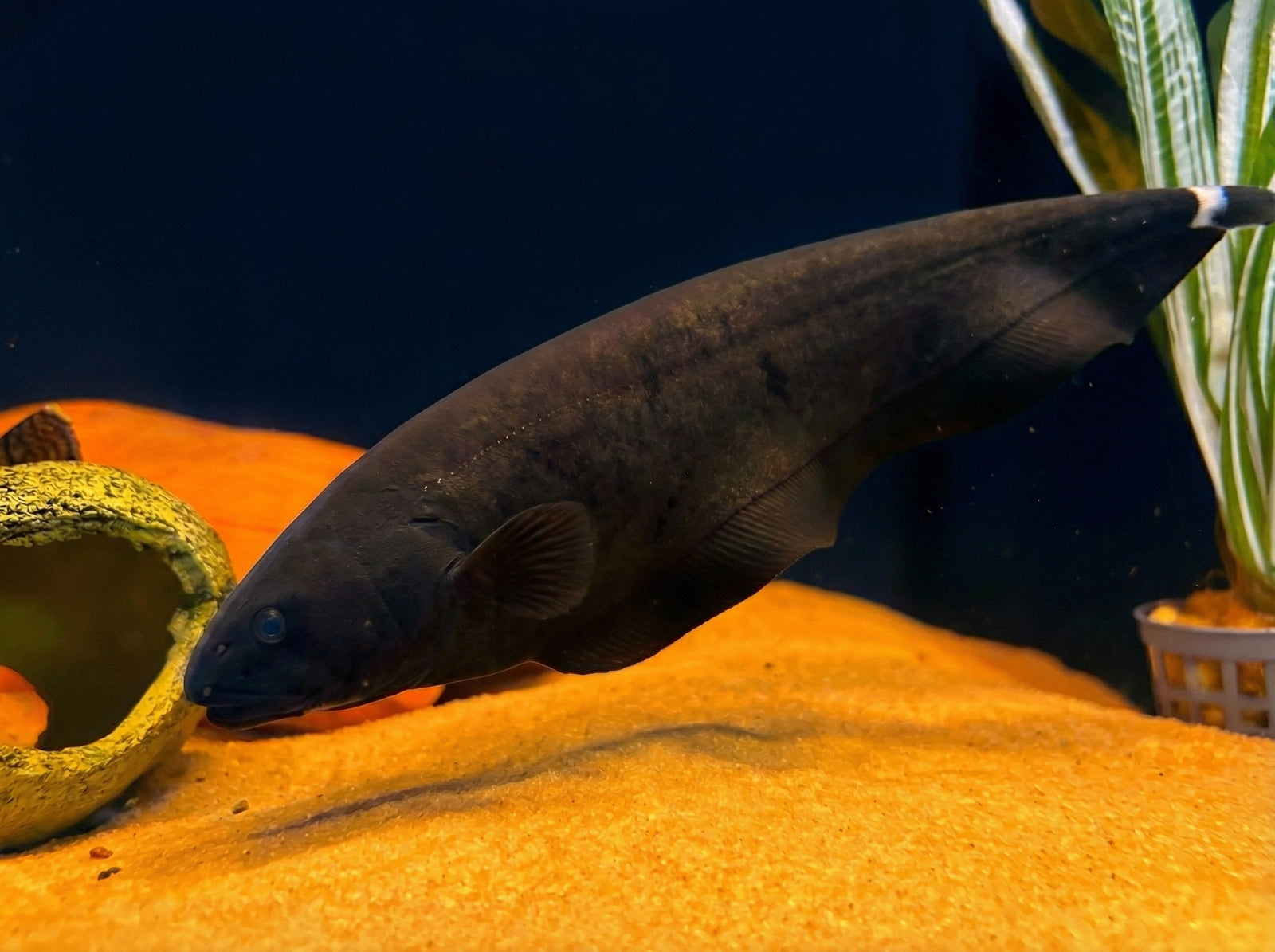 Weißstirn-Messerfisch (Apteronotus albifrons) von Finn & Reef