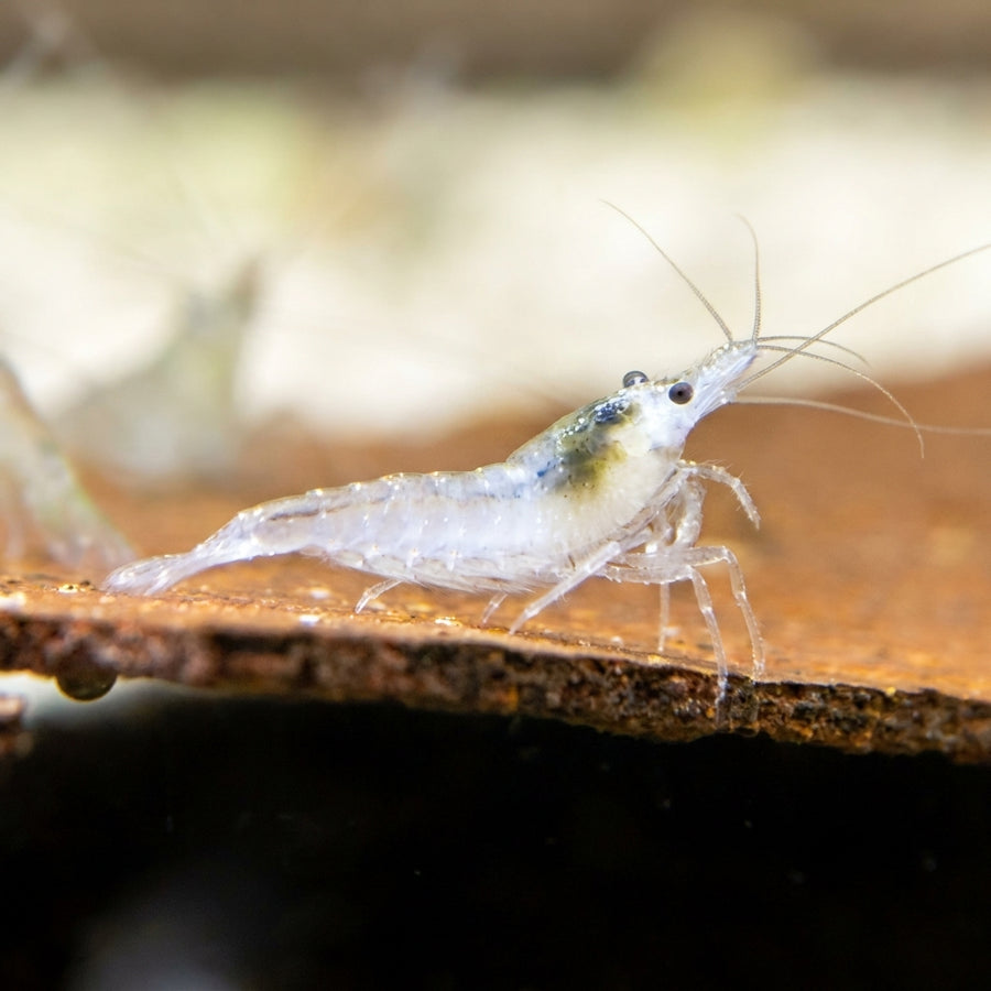 White Pearl Garnele / Weißperlengarnele (Neocaridina palmata) von Finn & Reef