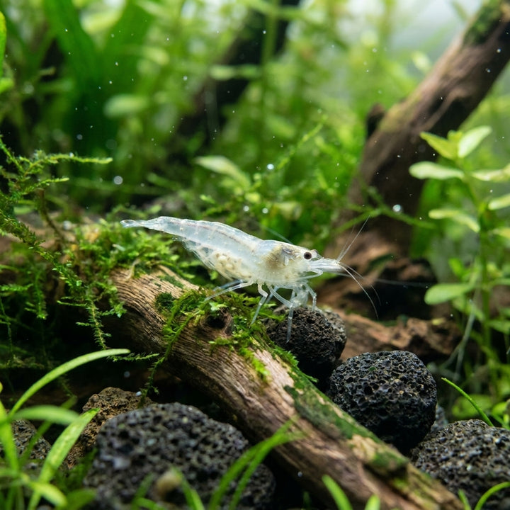 White Pearl Garnele / Weißperlengarnele (Neocaridina palmata) von Finn &amp; Reef