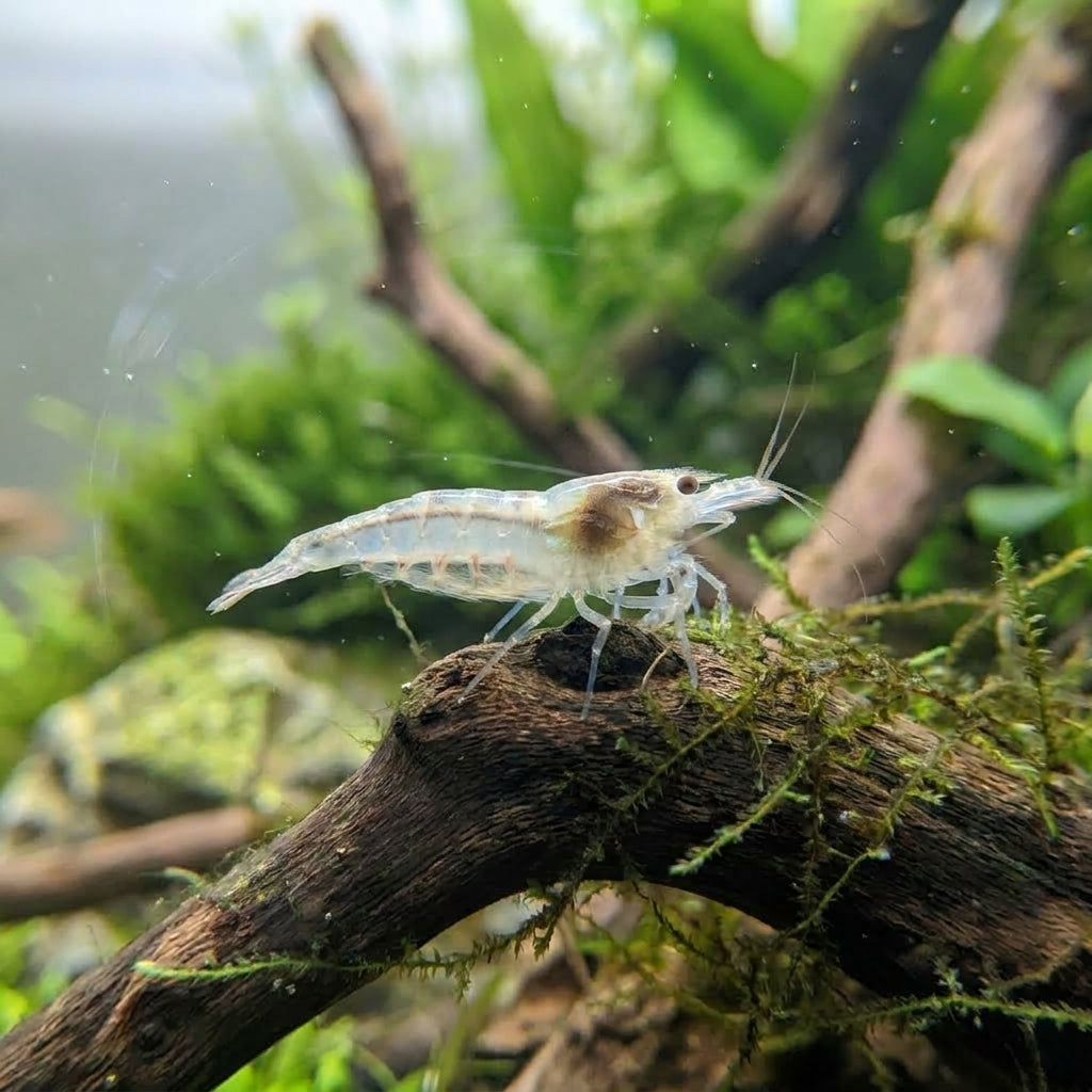 White Pearl Garnele / Weißperlengarnele (Neocaridina palmata) von Finn &amp; Reef