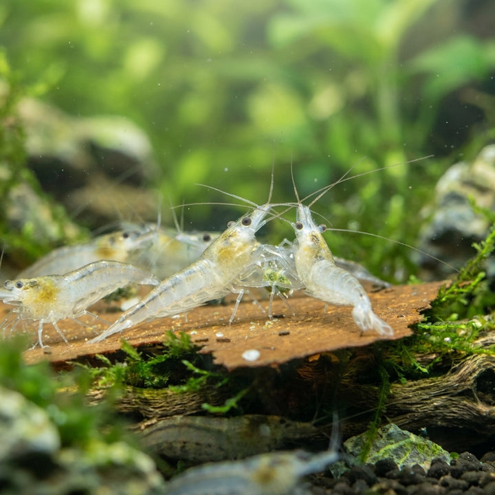 White Pearl Garnele / Weißperlengarnele (Neocaridina palmata) von Finn &amp; Reef