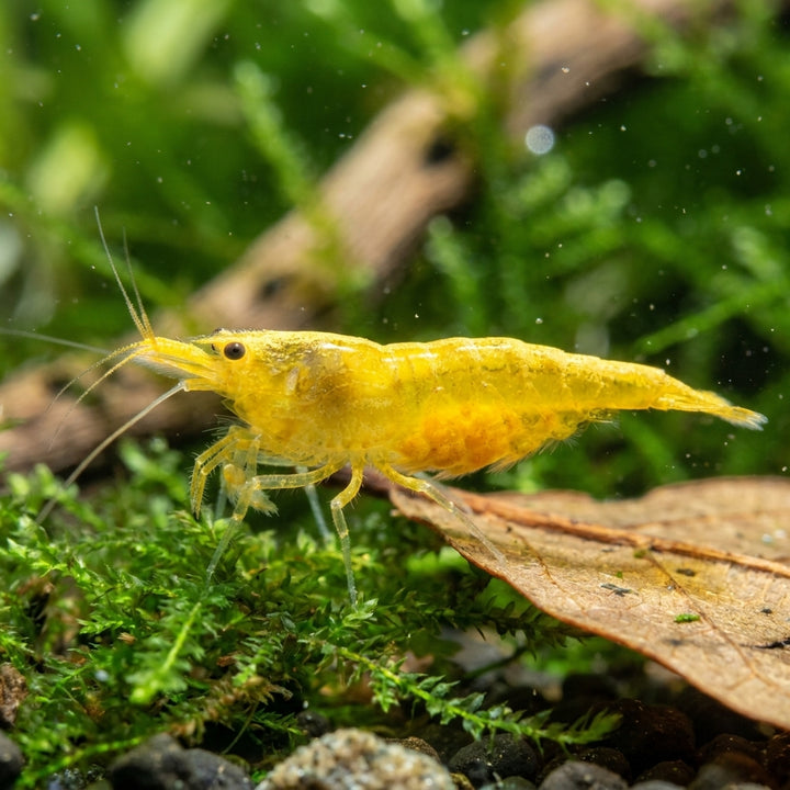 Yellow Fire Garnele – Neocaridina davidi (DNZ) von Finn &amp; Reef