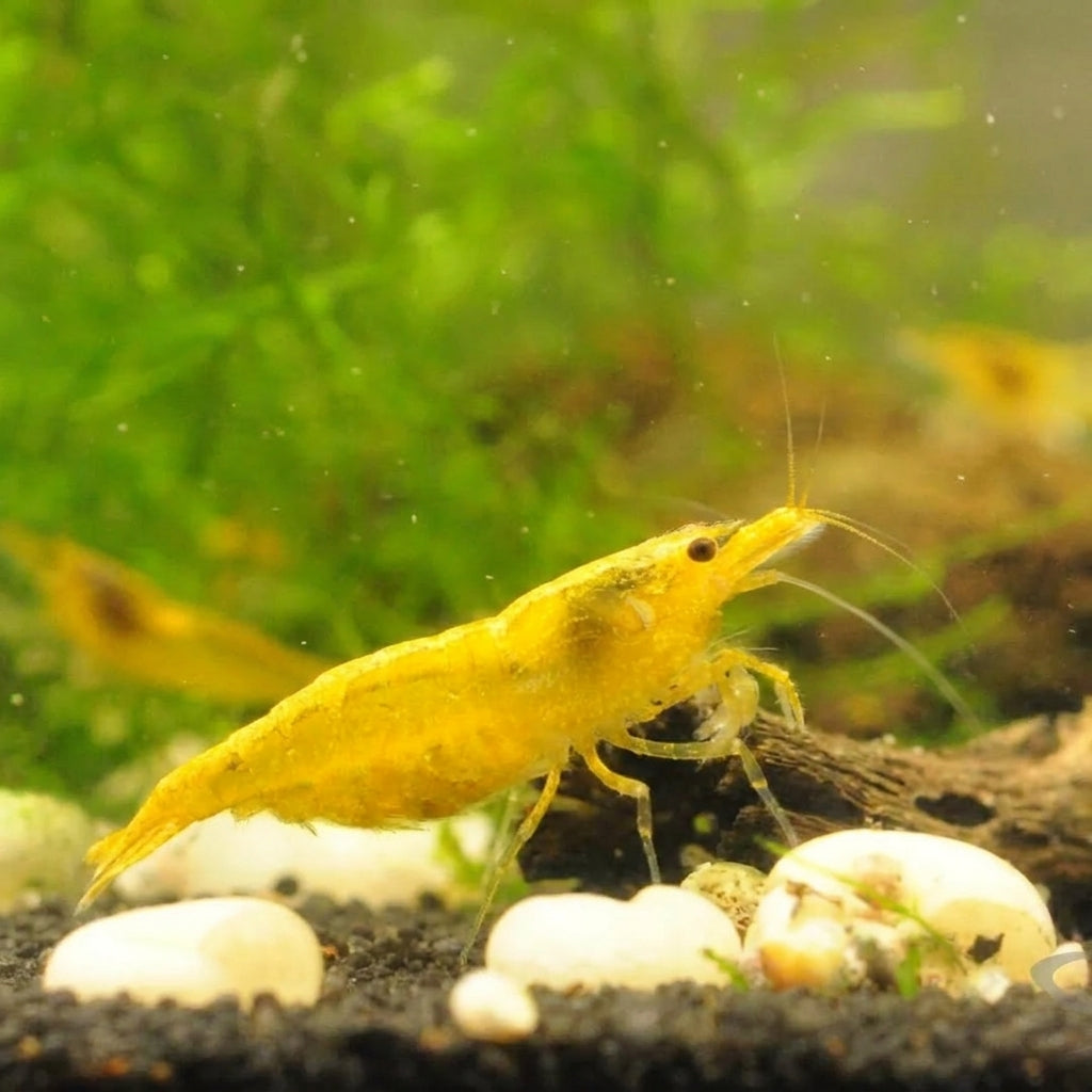 Yellow Fire Garnele – Neocaridina davidi (DNZ) von Finn &amp; Reef