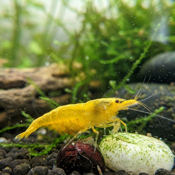 Yellow Fire Garnele Neon-Backline - Neocaridina davidi (DNZ) von Finn &amp; Reef