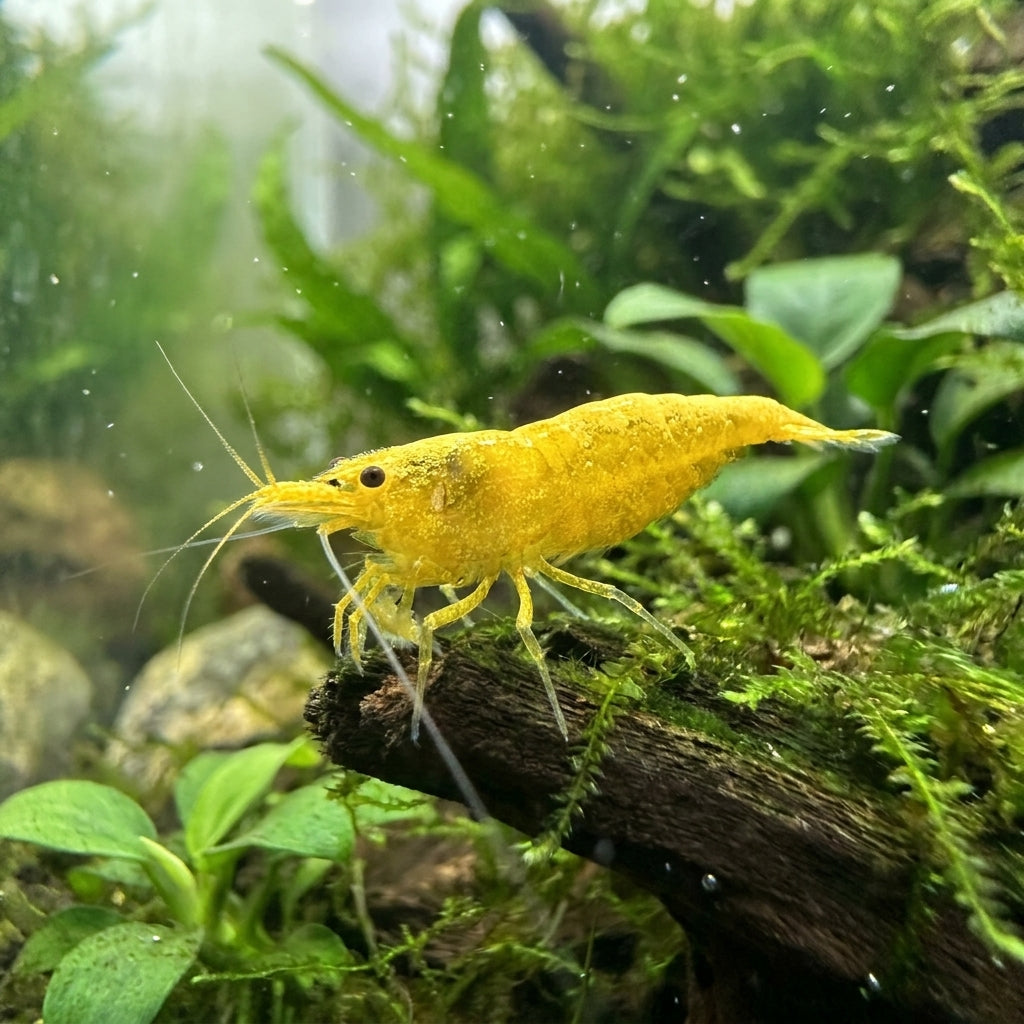 Yellow Fire Garnele Neon-Backline - Neocaridina davidi (DNZ) von Finn &amp; Reef