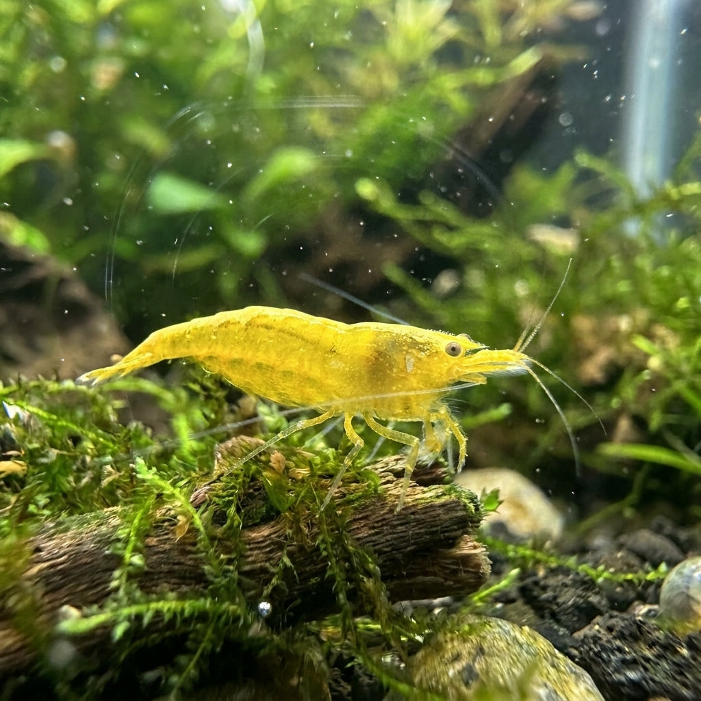 Yellow Fire Garnele Neon-Backline - Neocaridina davidi (DNZ) von Finn &amp; Reef
