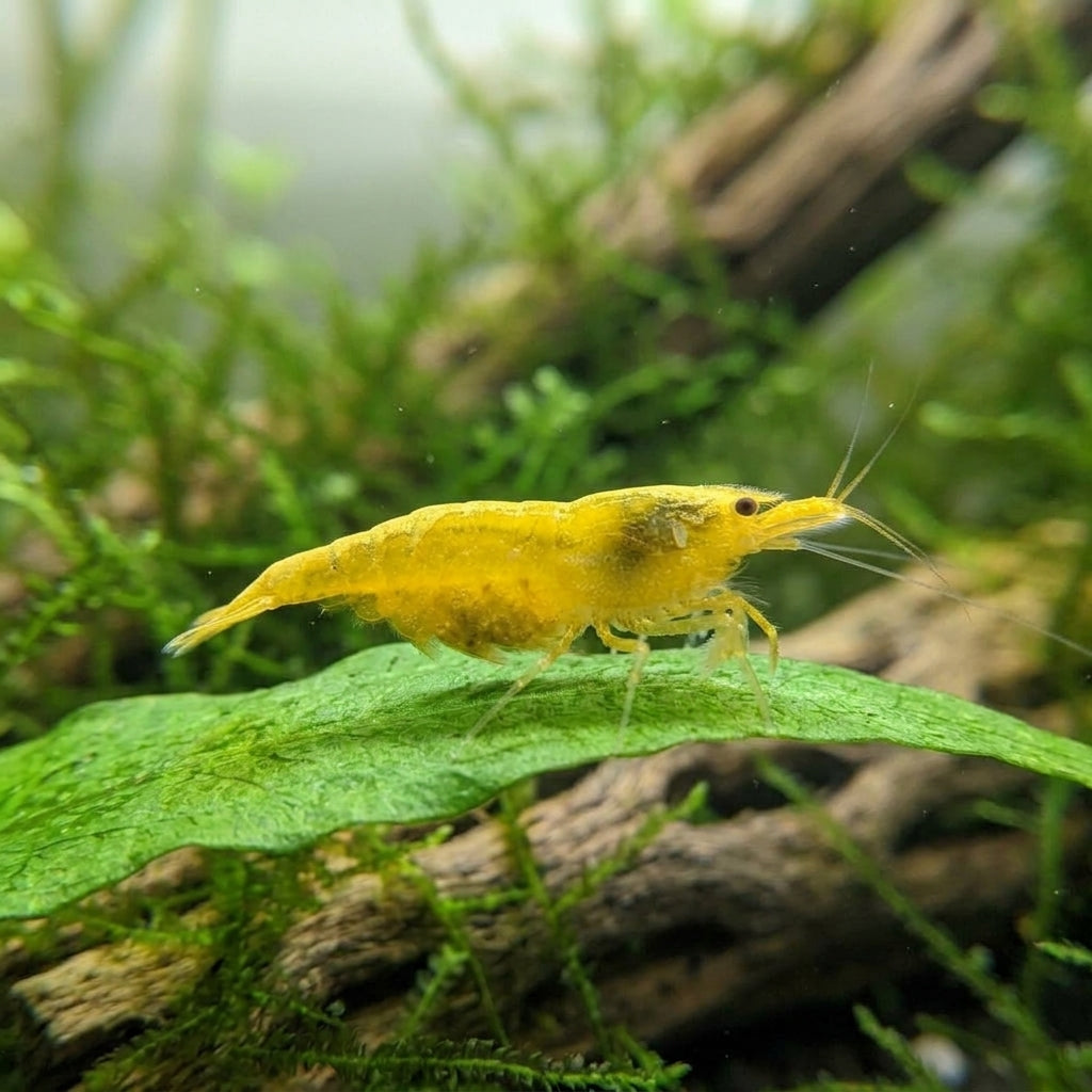 Yellow Fire Garnele Neon-Backline - Neocaridina davidi (DNZ) von Finn &amp; Reef