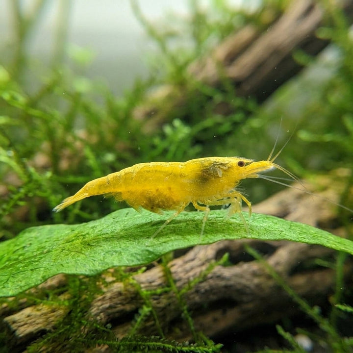 Yellow Fire Garnele Neon-Backline - Neocaridina davidi (DNZ) von Finn &amp; Reef