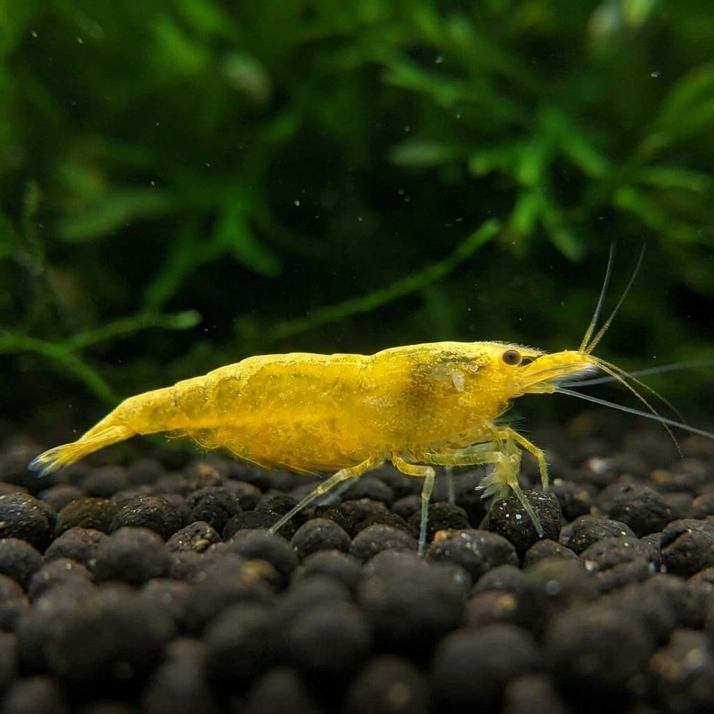 Yellow Fire Garnele Neon-Backline - Neocaridina davidi (DNZ) von Finn &amp; Reef