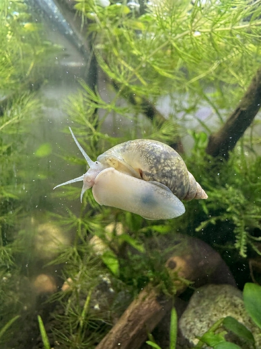 Yoda-Schnecke (Radix balthica) von Finn & Reef