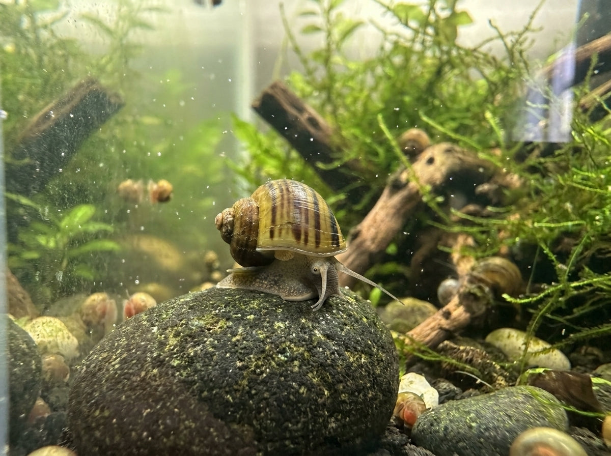 Zebra-Apfelschnecke (Asolene spixi) von Finn & Reef