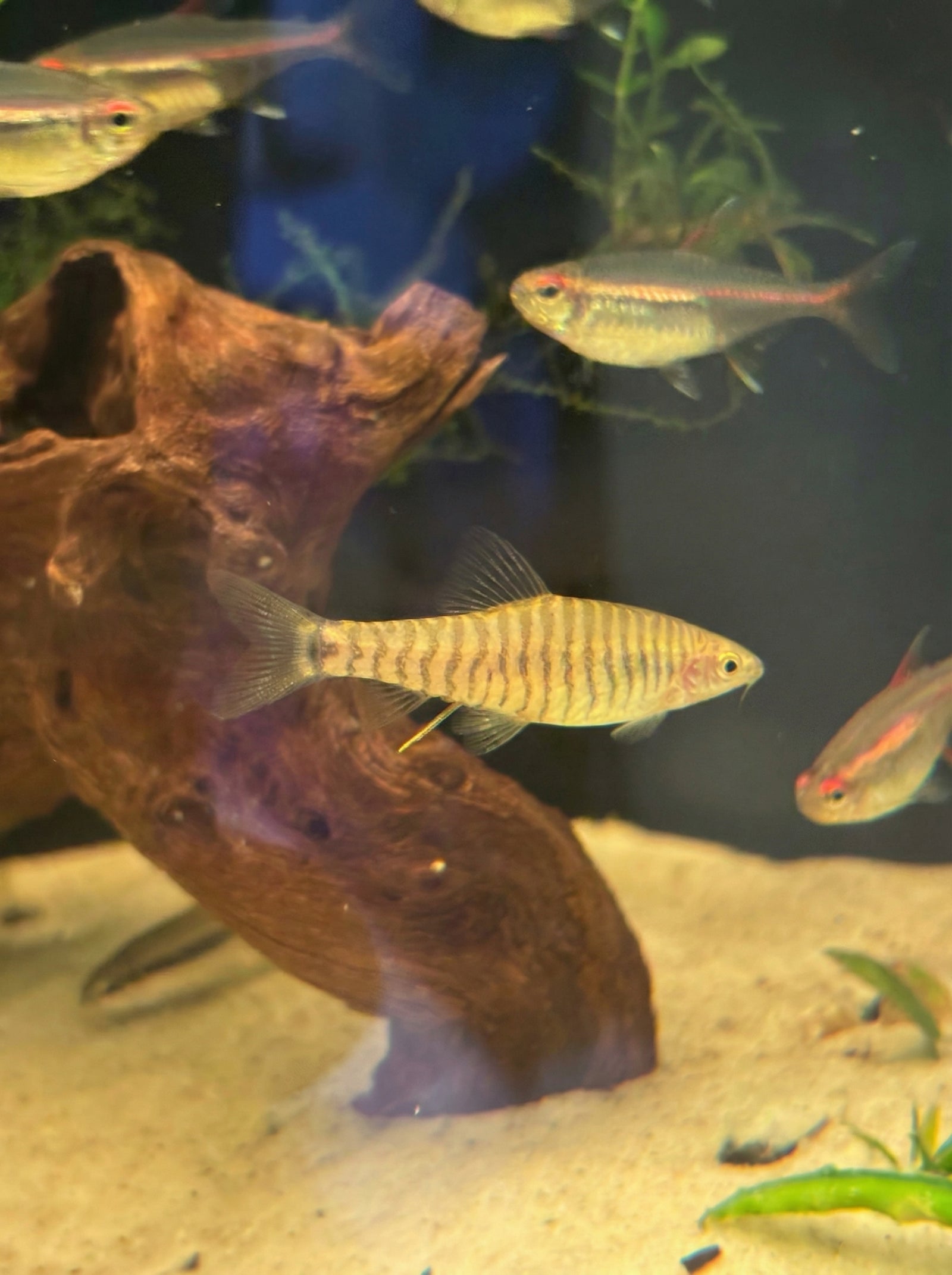 Zebraschmerle (Botia striata) von Finn & Reef