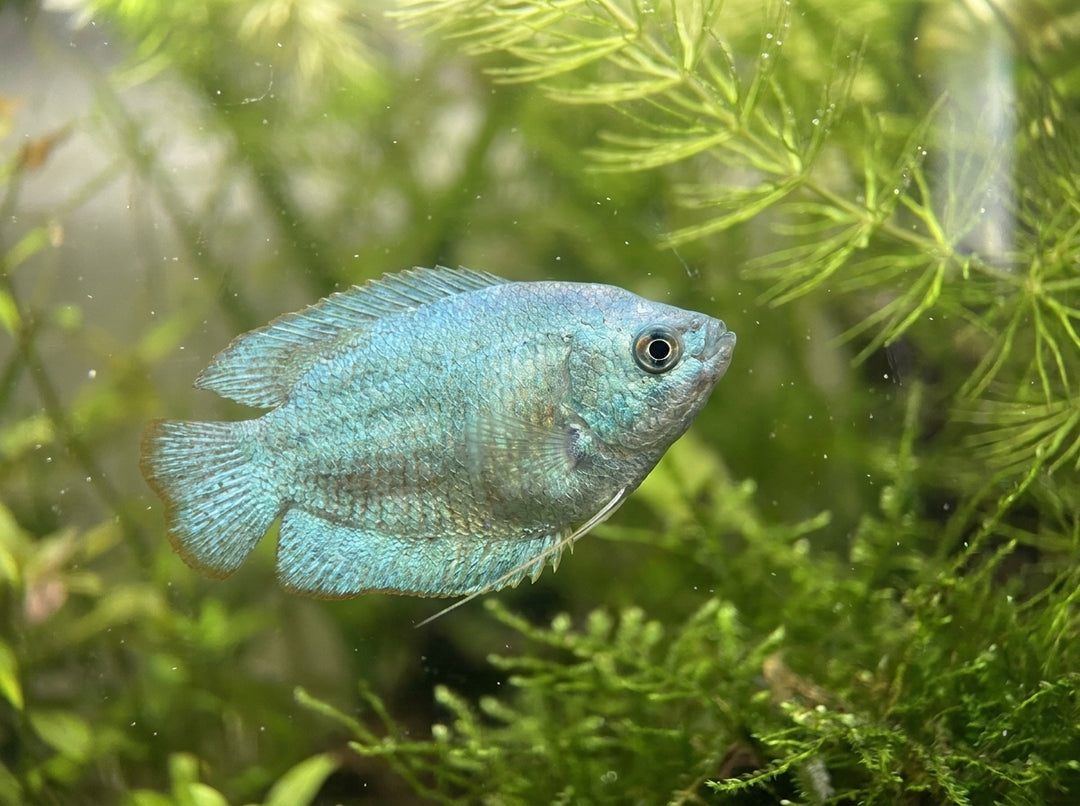 Zwergfadenfisch Neon-Blau (Trichogaster lalius "Neon-Blau") von Finn &amp; Reef