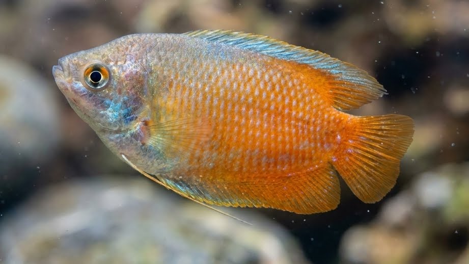 Zwergfadenfisch Neon-Rot (Trichogaster lalius "Neon-Rot") von Finn & Reef