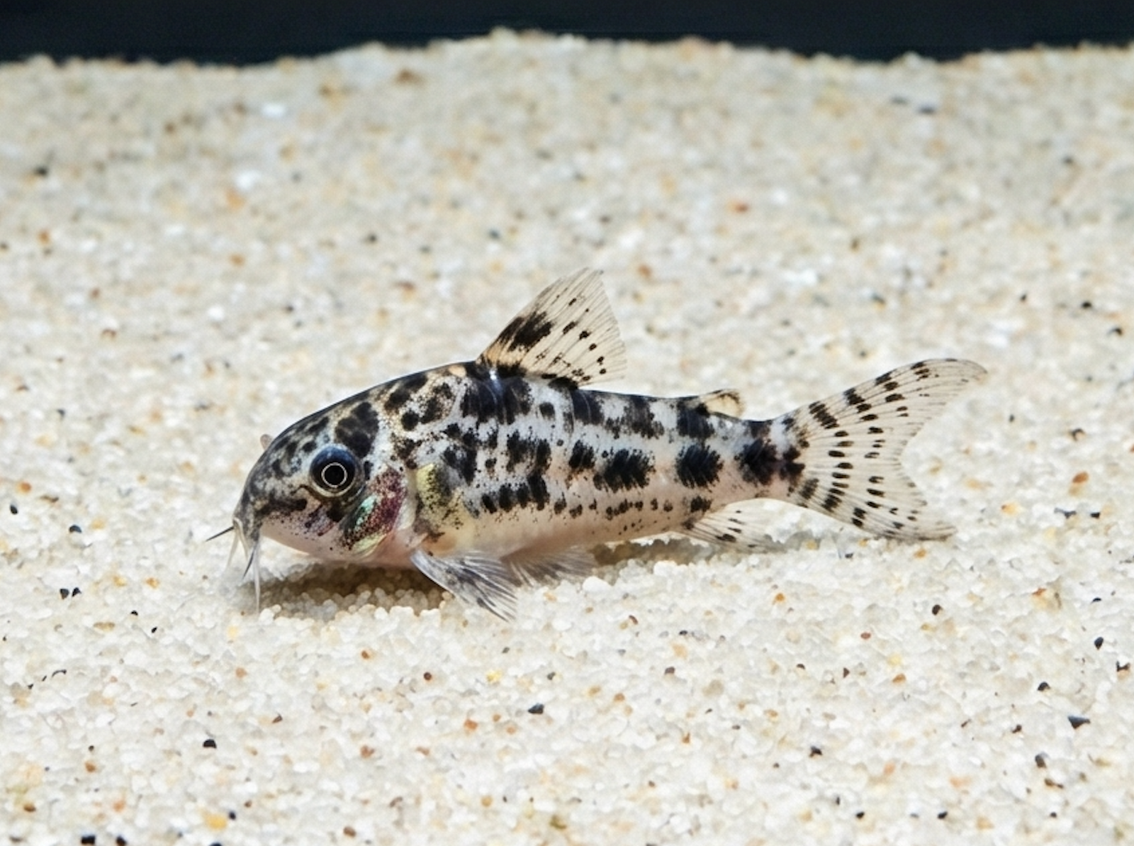 Marmorierter Zwergpanzerwels (Corydoras habrosus) von Finn & Reef