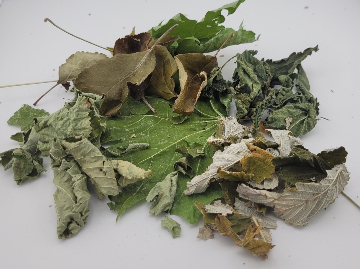 Grüner Blätter-Mix, grüne Futterblätter, Ergänzungsfutter für Garnelen - 20 Stück