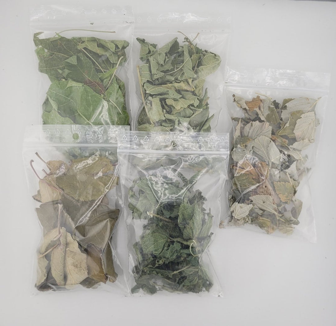 Grüner Blätter-Mix, grüne Futterblätter, Ergänzungsfutter für Garnelen - 20 Stück