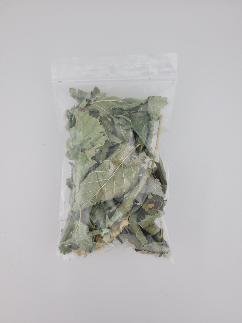 Haselnussblätter grün - 20 Stück / Premium Qualität