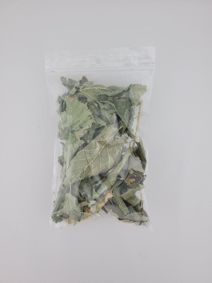 Haselnussblätter grün - 20 Stück / Premium Qualität