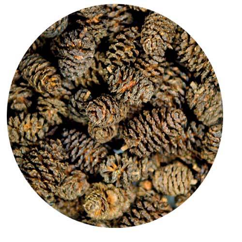 Hobby Alder Cones Schwarzerlenzapfen - 50 Stück