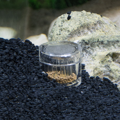 Hobby Planaria X Planarienbekämpfung von Hobby