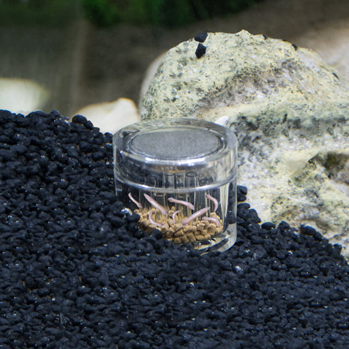 Hobby Planaria X Planarienbekämpfung von Hobby