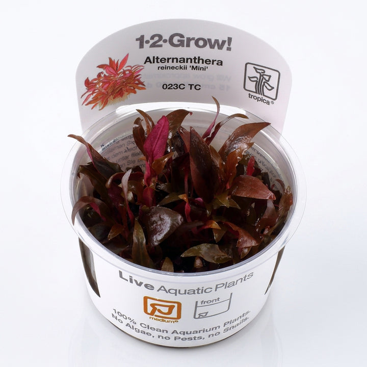 Tropica Alternanthera reineckii &