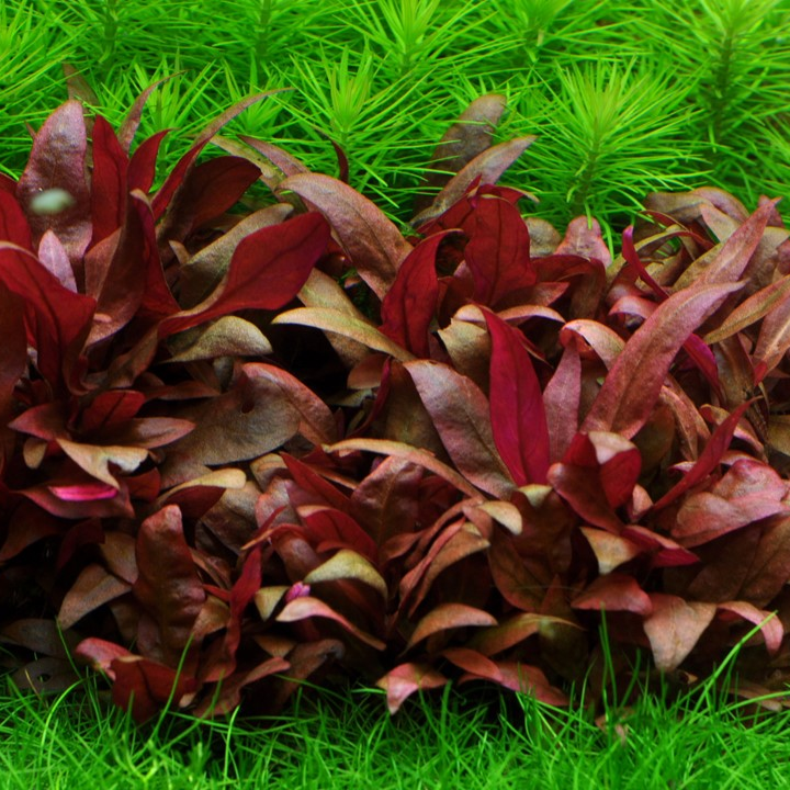 Tropica Alternanthera reineckii &