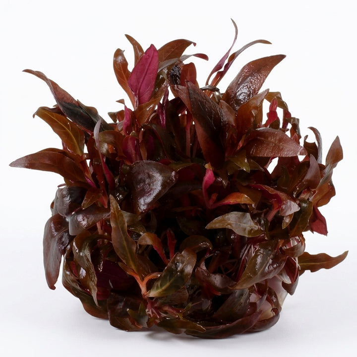 Tropica Alternanthera reineckii &