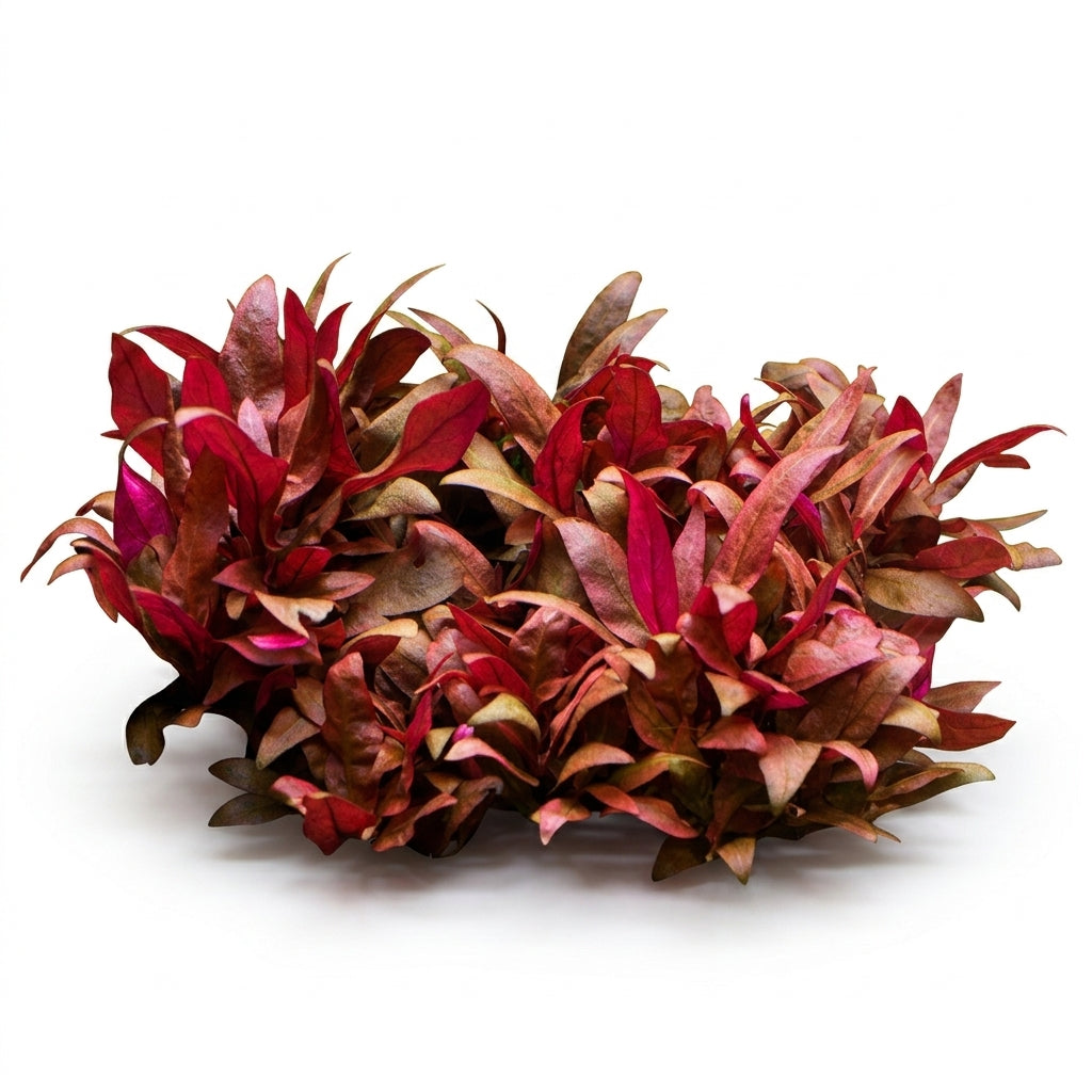 Tropica Alternanthera reineckii &