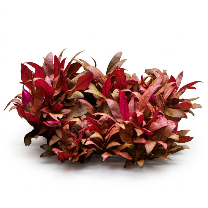 Tropica Alternanthera reineckii &