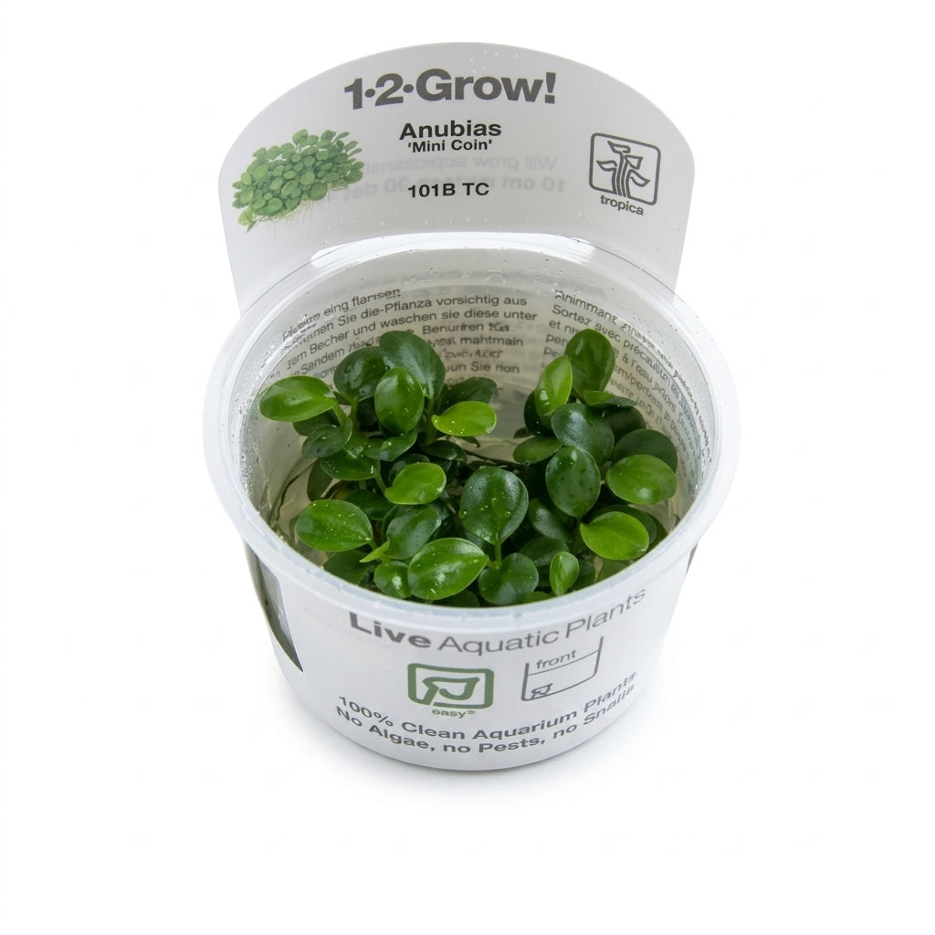 Tropica Anubias barteri &