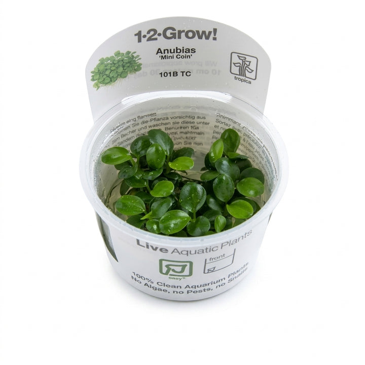 Tropica Anubias barteri &