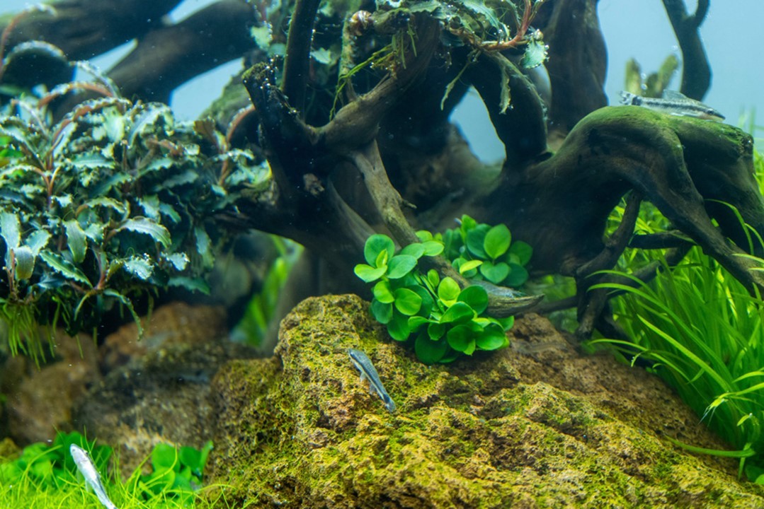 Tropica Anubias barteri &
