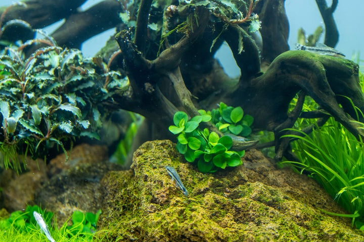 Tropica Anubias barteri &