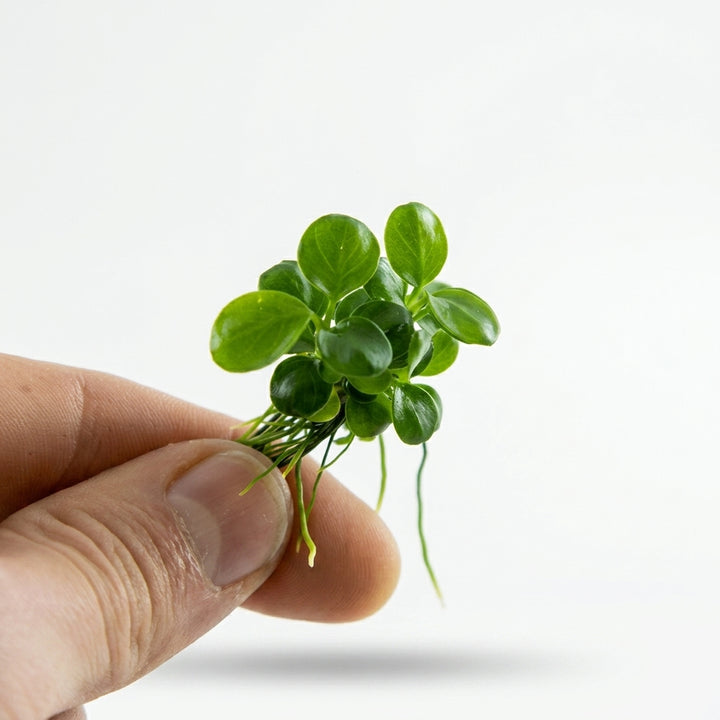 Tropica Anubias barteri &